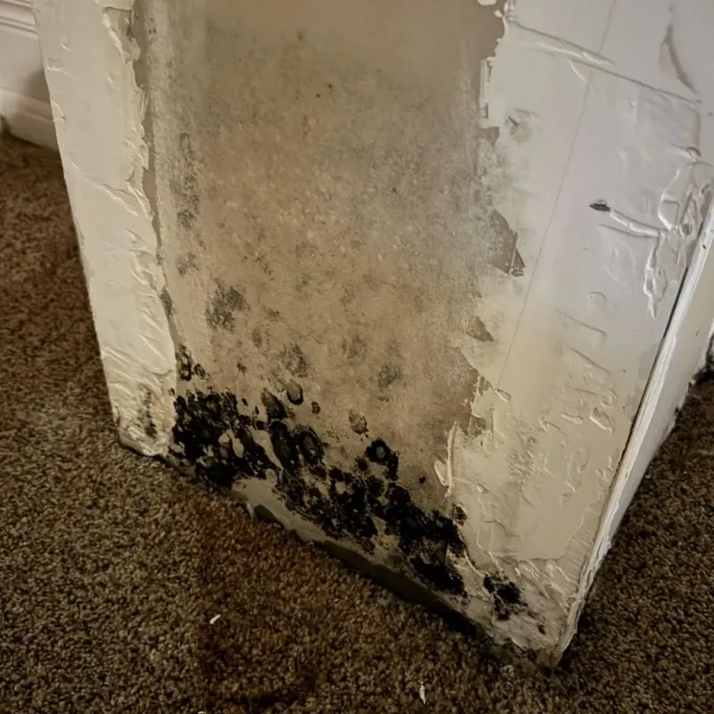 Professional Mold Removal in Dodge City, KS